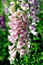 Fox glove flower Royalty Free Stock Photo