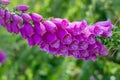 Fox glove flowers bloom in the summer sunshine on moorland near Haworth West Yorkshire Royalty Free Stock Photo