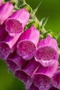 Fox glove flowers bloom in the summer sunshine on moorland near Haworth West Yorkshire Royalty Free Stock Photo