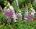 Fox glove flowers Royalty Free Stock Photo