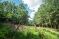 Fox Glove Meadow  Among Spruce Trees in Wales Royalty Free Stock Photo