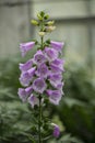 Fox glove thimble Flower with Purple blossom in the forest Royalty Free Stock Photo