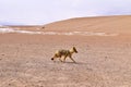 Fox going somewhere in the middle of the Sol de MaÃÂ±ana, Bolivia. Royalty Free Stock Photo