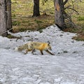 Fox grand tetons nature explore foryou