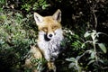 A fox of the Greek mountains Vulpes vulpes