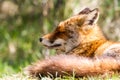 Fox head Royalty Free Stock Photo