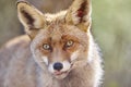 Fox head with geen background. Wildlife in the forest Royalty Free Stock Photo