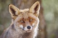 Fox head with geen background. Wildlife in the forest Royalty Free Stock Photo