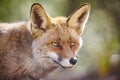 Fox head with geen background. Wildlife in the forest Royalty Free Stock Photo