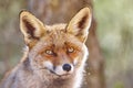 Fox head with geen background. Wildlife in the forest Royalty Free Stock Photo