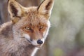 Fox head with geen background. Wildlife in the forest Royalty Free Stock Photo
