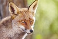 Fox head with geen background. Wildlife in the forest Royalty Free Stock Photo