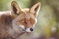 Fox head with geen background. Wildlife in the forest Royalty Free Stock Photo