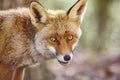 Fox head with green background. Wildlife in the forest Royalty Free Stock Photo