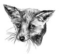 Fox head looks straight full face Royalty Free Stock Photo