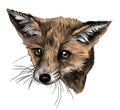 Fox head looks straight full face Royalty Free Stock Photo