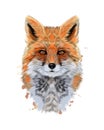 Fox head portrait from a splash of watercolor, colored drawing, realistic Royalty Free Stock Photo