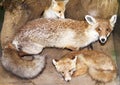 Fox and her progeny