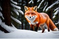 fox high quality photograph