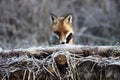Fox in Hungarian forest. Royalty Free Stock Photo