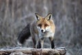 Fox in Hungarian forest. Royalty Free Stock Photo