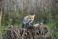 Fox in Hungarian forest. Royalty Free Stock Photo