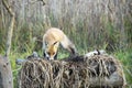 Fox in Hungarian forest. Royalty Free Stock Photo