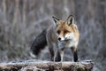 Fox in Hungarian forest. Royalty Free Stock Photo