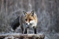Fox in Hungarian forest. Royalty Free Stock Photo