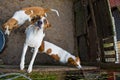 Fox hunting dogs in pen