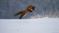 Fox hunting mouse trought winter Royalty Free Stock Photo