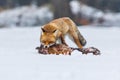 Fox hunting. Red fox, Vulpes vulpes, tears and feeds caught hare. Hunter with prey. Orange fur coat animal in snow Royalty Free Stock Photo