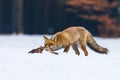 Fox hunting. Red fox, Vulpes vulpes, tears and feeds caught hare. Hunter with prey. Orange fur coat animal in snow Royalty Free Stock Photo