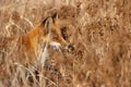The fox hunts in thickets of dry grass Royalty Free Stock Photo