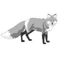1290 fox, fox image, monochrome picture, isolate on a white background, vector illustration