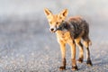 A fox infected with mange