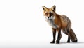 Fox with its alert expression and sleek appearance on isolated white background Royalty Free Stock Photo