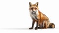 Fox with its alert expression and sleek appearance, sitting pose on isolated white background Royalty Free Stock Photo
