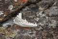 Fox jawbone on moss Royalty Free Stock Photo