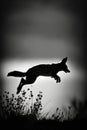 fox jump animal black and white photo studio retro backlight