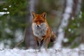 Fox jump on the green forest meadow with first snow. Wildlife scene from nature. Red Fox jumping, Vulpes vulpes, wildlife scene