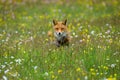 Fox jump. Red fox, Vulpes vulpes, hunting on flowered meadow in rainy morning. Orange fur coat animal running in spring rain.