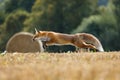 Fox jump. Red fox, Vulpes vulpes, hunting voles on stubble. Fox running on field after corn harvest. Beast in habitat