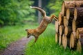 Fox jump. Red fox, Vulpes vulpes, jumping off pile of wood. Amazing and clever beast in forest. Beautiful orange fur coat animal