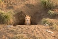 Fox Kit In Den In Natural Wild Habitat