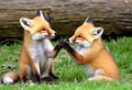 Fox Kit Play The playful interactions of fox kits under parental Royalty Free Stock Photo