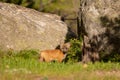 A curious red fox kit leaves the den and poses momentarily Royalty Free Stock Photo