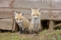 Fox Kits Royalty Free Stock Photo