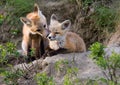 Fox Kits Canada Royalty Free Stock Photo