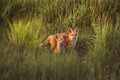 Fox Kits Playing In Late Afternoon Sunshine In Beautiful Green Meadow